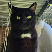 MINOLTA, chat à adopter