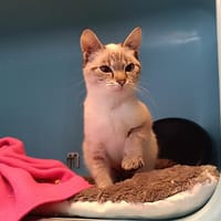 PERLA, chatte à adopter