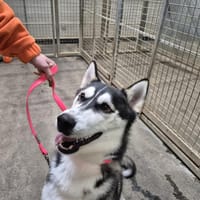 Shiro dit Bandit, chien à adopter