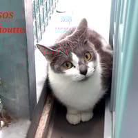 MANOUTTE, chatte à adopter