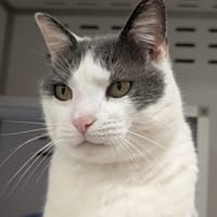 BLUE, chat à adopter
