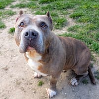 KIRA, chienne à adopter