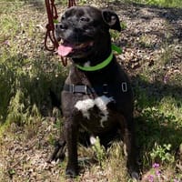 GIZMO CN, chien à adopter