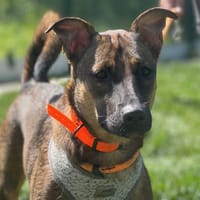 CHABINE, chienne à adopter