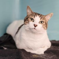 RONI, chat à adopter