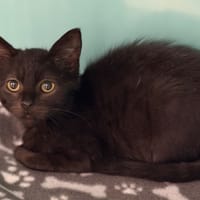 Reglisse CAB5415, chatte à adopter