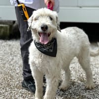 Bounty, chienne à adopter