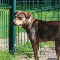 0 PRINCE, chien à adopter