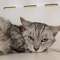 PRUNELLE, chatte à adopter