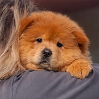 MOSHI, chienne à adopter