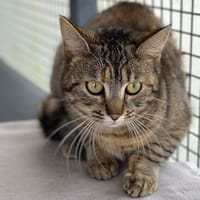 papillote, chatte à adopter