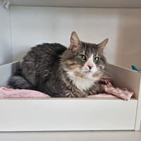 PELUCHE, chat à adopter