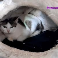 Panama, chatte à adopter