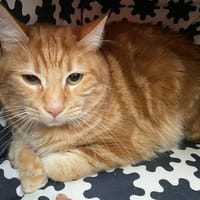 AZUL, chat à adopter