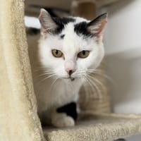 Hera CAB5399, chatte à adopter