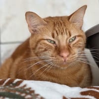 tomy, chat à adopter