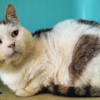 sherlock, chat à adopter