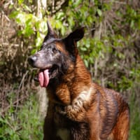 LEON OAA19185, chien à adopter