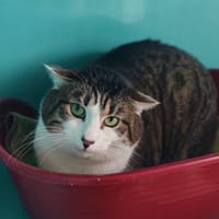 SMILE, chatte à adopter