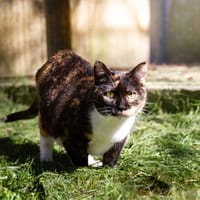 RAIA A17234, chatte à adopter