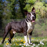 ALY OAA19899, chien à adopter