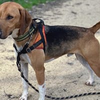 SNOW, chien à adopter