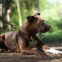 OAA19936 MIRA, chienne à adopter