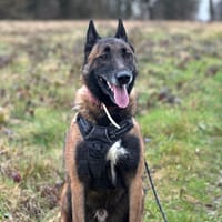 Raid, chien à adopter