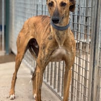 ROSSI, chien à adopter