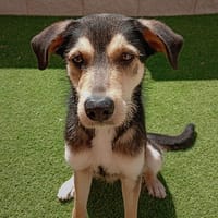 LONA (Martina), chienne à adopter