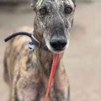 LAGARTIJO, chien à adopter