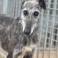 DRAGON, chien à adopter