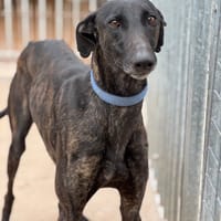 CHICUELO, chien à adopter