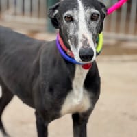 CHICA II, chienne à adopter