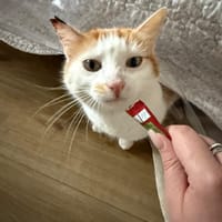 Bunny, chatte à adopter