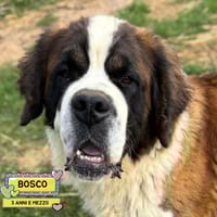 BOSCO, cane da adottare