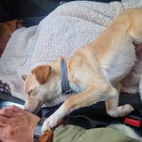 Azalia, suczka do adopcji