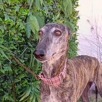 ACUARELA, chienne à adopter