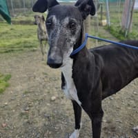 CHERRY, chienne à adopter