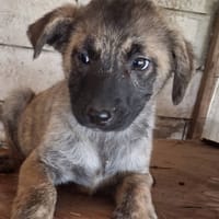 Mazar, chien à adopter