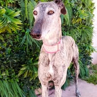 TINTA, chienne à adopter