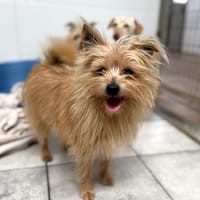 ZACH, chien à adopter