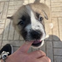 Rob, chien à adopter