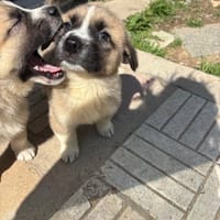 Josi, chienne à adopter