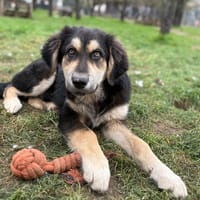 Alex, chien à adopter