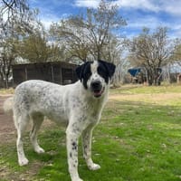 Apollo, chien à adopter