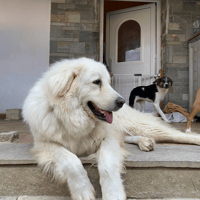 Mr White, chien à adopter