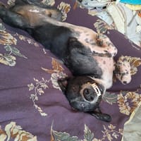 Phos, chien à adopter