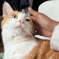 Rouxy, chat à adopter