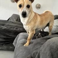 Nicolaus - 76661 Rheinsheim, Hund zur Adoption